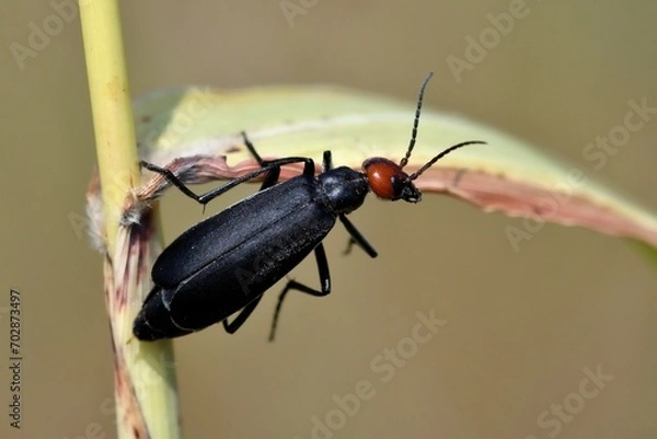 Obraz coleottero su foglia