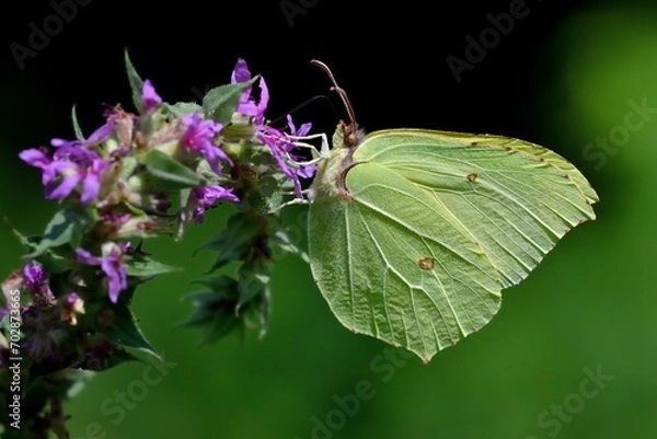 Obraz Farfalla su fiore
