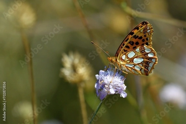 Obraz Issoria lathonia, farfalla su fiore