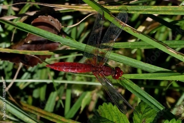 Obraz Crocothemis erythraea, libellula rossa