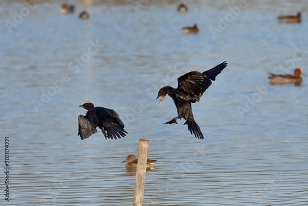 Obraz Marangone minore, lotta per il posatoi