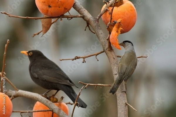 Obraz Capinera mentre mangia un caco