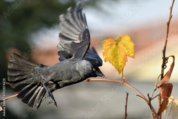 Obraz Corvus monedula in volo