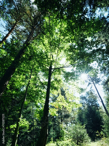 Fototapeta Waldfoto 2