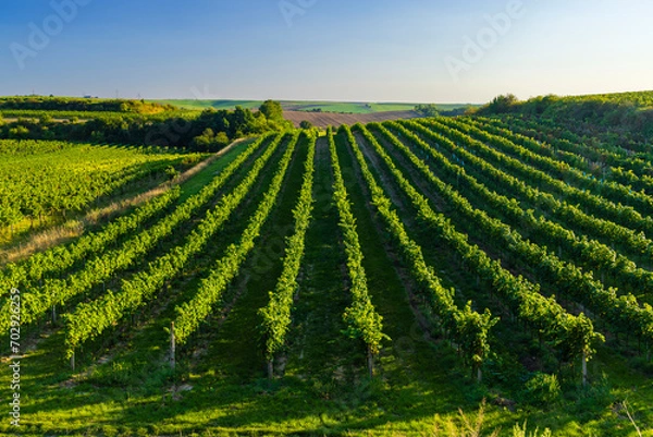 Fototapeta Vineyard with Hibernal near Cejkovice, Southern Moravia, Czech Republic
