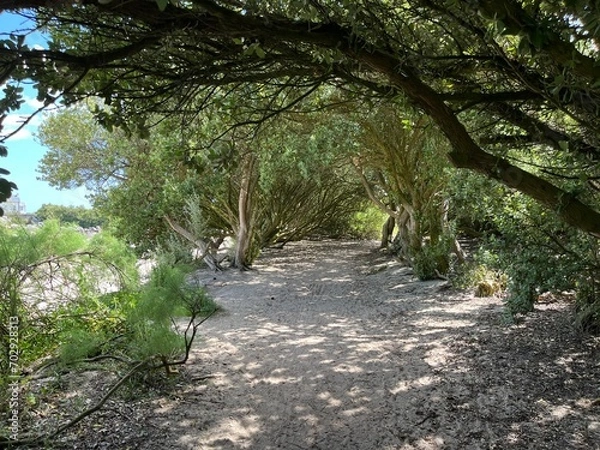 Fototapeta Strandkiefer