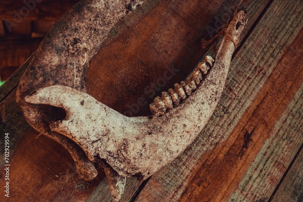 Obraz animal vintage bones