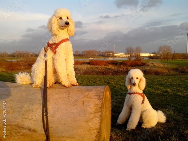 Fototapeta Königspudelpaar