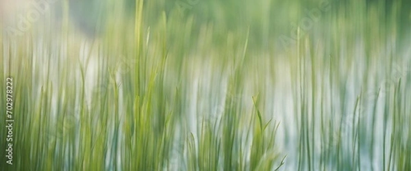 Fototapeta green grass field