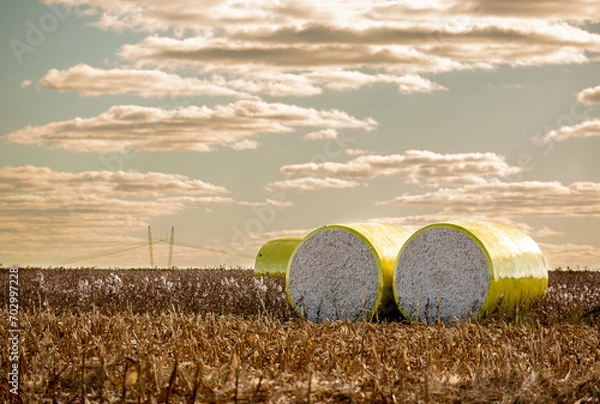 Obraz Plantação de algodão