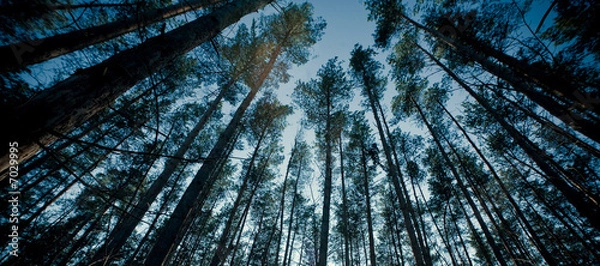 Fototapeta Top of trees in a forest panorama