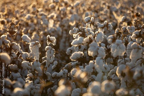 Obraz campo de algodão