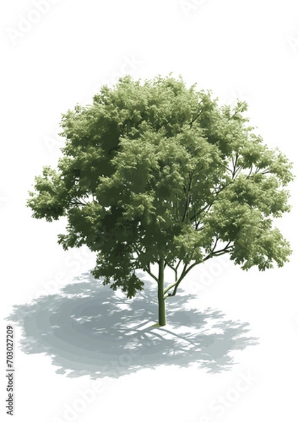 Fototapeta isometric tree, axonometric tree , tree vector illustration, transparent
