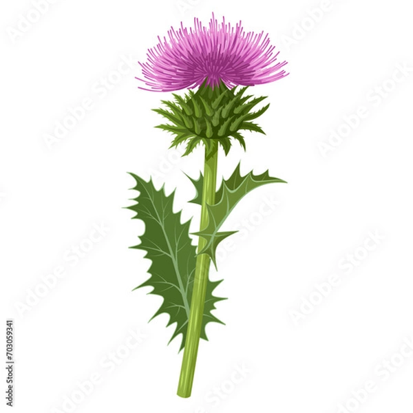Obraz Vector illustration, Milk thistle plant, scientific name Silybum marianum, isolated on white background.