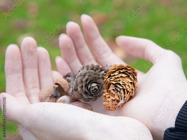 Obraz Beautiful dried pine cones from park arranged in hand.