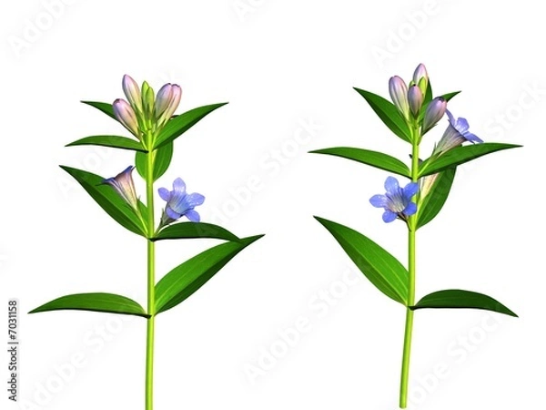 Obraz Fleurs Gentiane