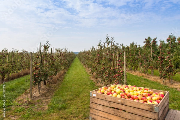 Fototapeta Apfelplantage