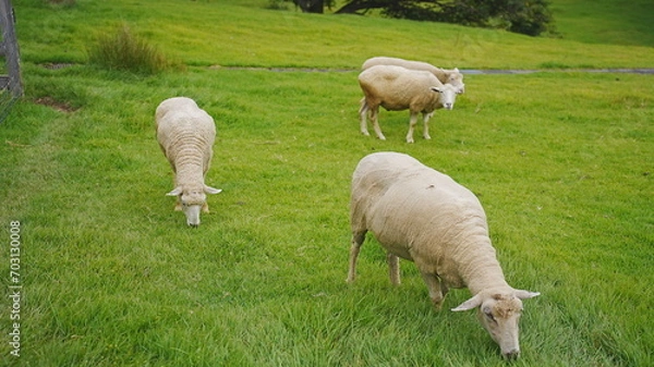 Fototapeta 動物園で撮影した動物の写真