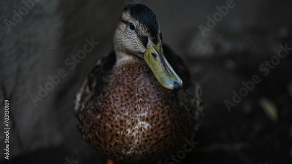 Fototapeta 動物園で撮影した動物の写真