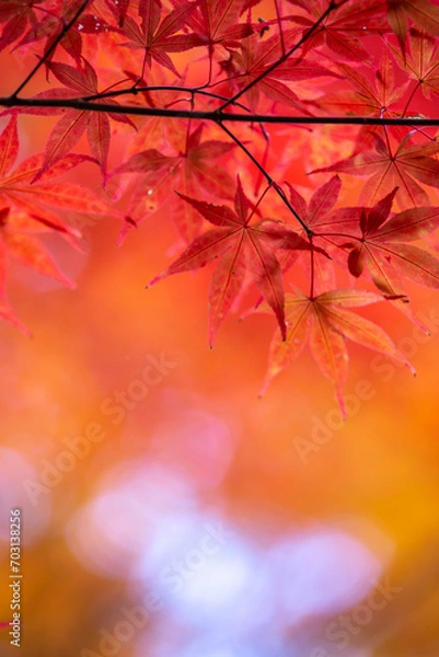 Fototapeta 紅葉　秋のイメージ