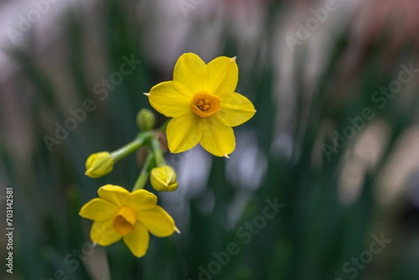 Fototapeta 水仙の花　初春のイメージ