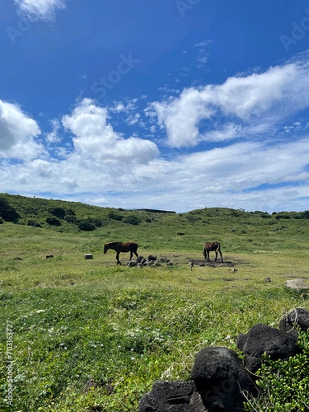Obraz 푸른 하늘과 초원과 말. 맑은 하늘과 아름다운 자연경관