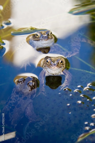 Obraz Frogs and Spawn