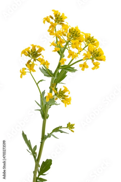Obraz Blossoming branch of mustard