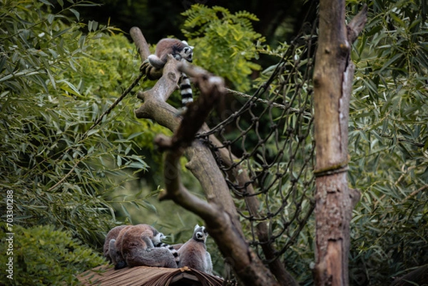Fototapeta lemur on tree