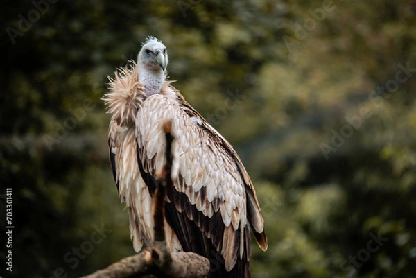 Fototapeta Himalayan vulture