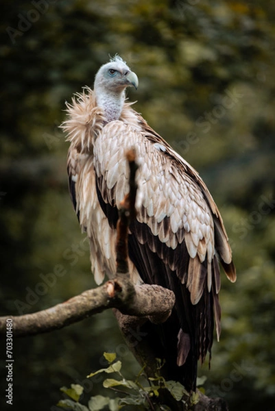 Fototapeta Himalayan vulture