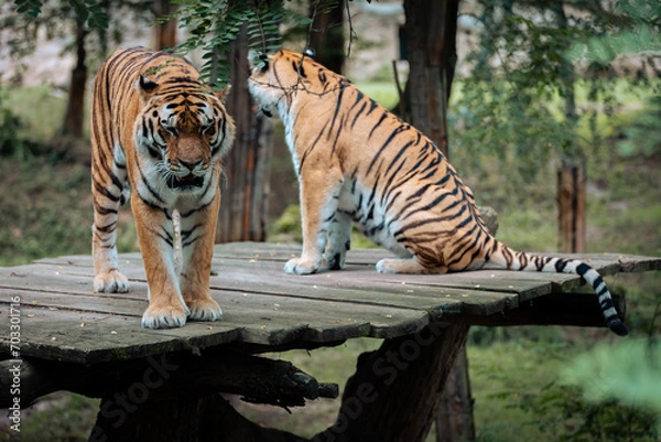 Fototapeta Two Siberian tigers