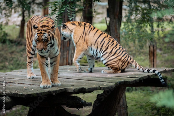Fototapeta Two Siberian tigers