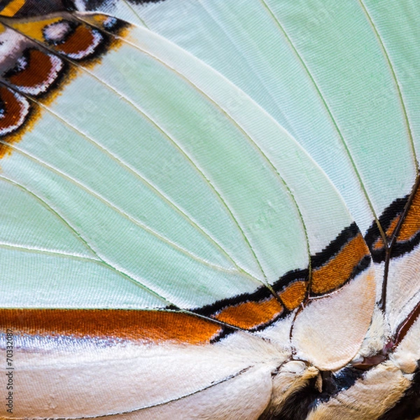 Obraz Butterfly's wing texture