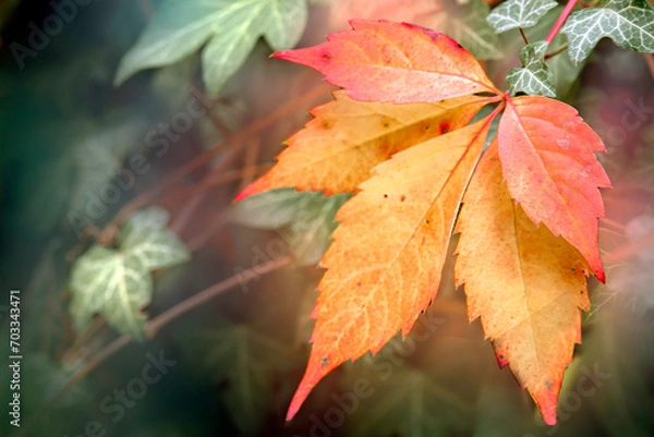 Obraz Jesienne liście