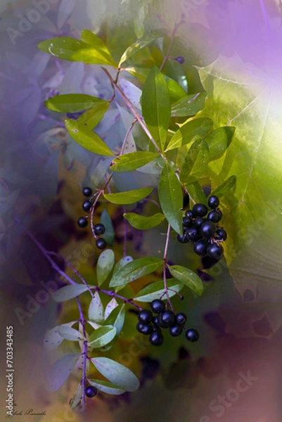 Obraz krzew z niebieskimi owocami