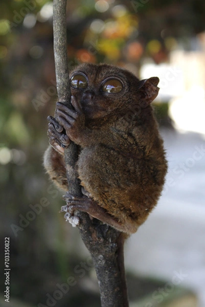 Obraz Philippine Tarsier on branch