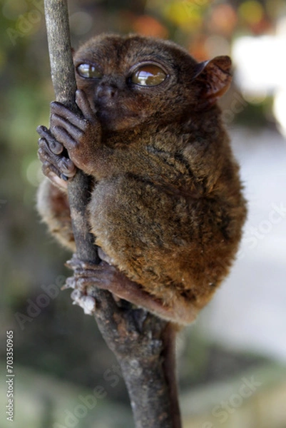 Obraz Philippine Tarsier on branch