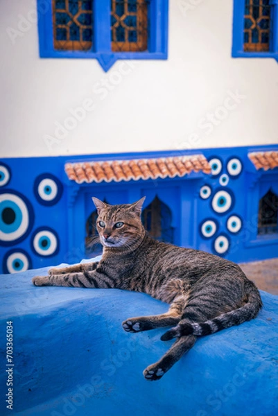 Obraz モロッコの青い街シェフシャウエンでくつろぐ猫