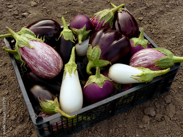 Obraz fresh harvested eggplants in plastic container