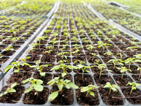 Fototapeta Plant breeding