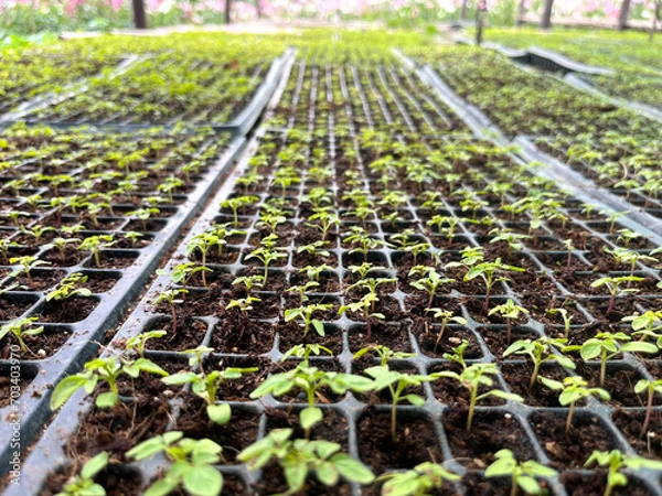 Fototapeta Plant breeding