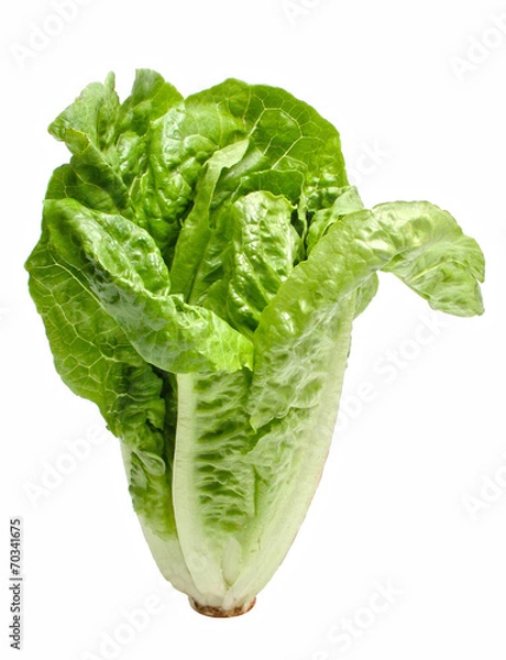 Fototapeta römersalat