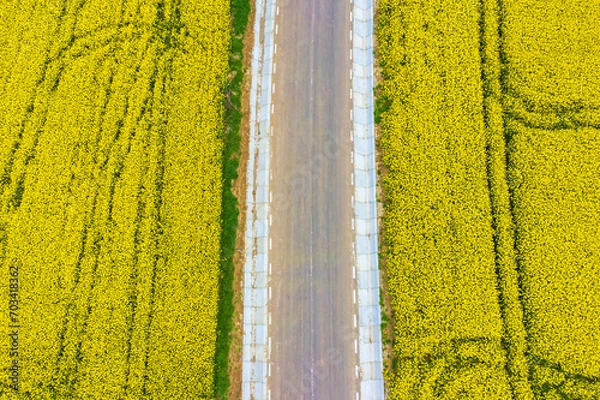 Obraz Rural road between yellow canola fields