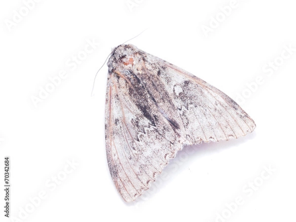 Obraz hawk moth on a white background