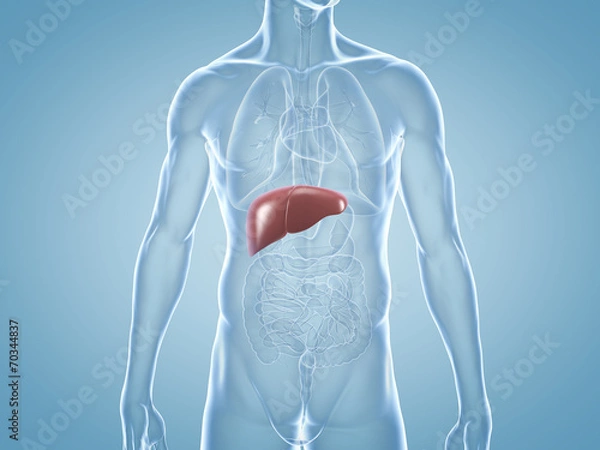 Obraz Wątroba: ilustracja anatomiczna 3D