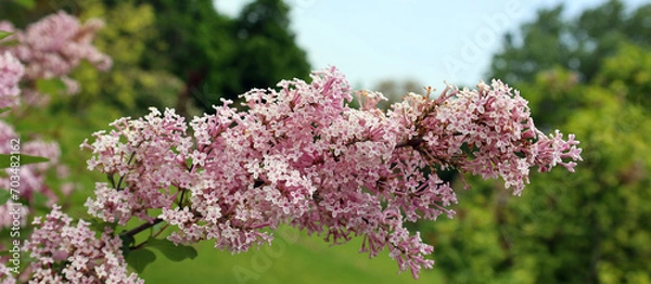 Fototapeta Syringa vulgaris (lilac or common lilac) is a species of flowering plant in the olive family Oleaceae, native to the Balkan Peninsula, where it grows on rocky hill