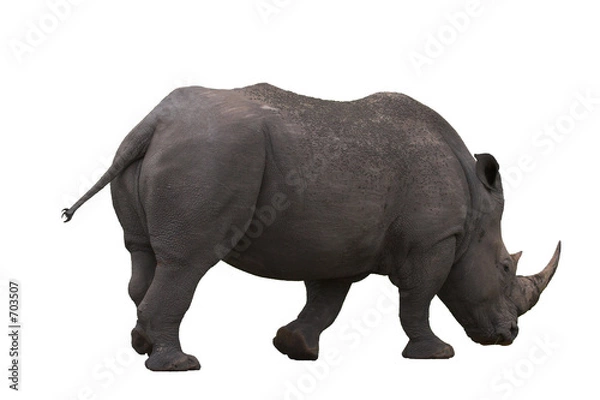 Obraz rhino