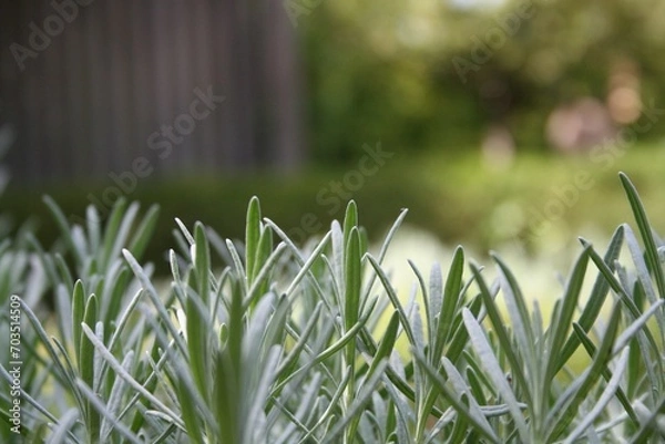 Fototapeta Green landscape
