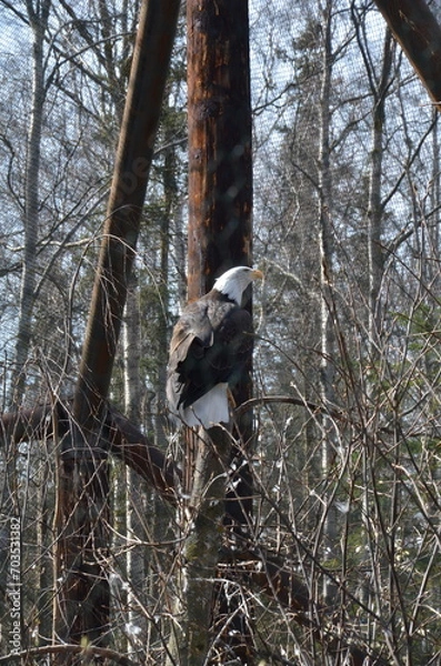 Obraz Bald Eagle Close-Up at Alaska Zoo